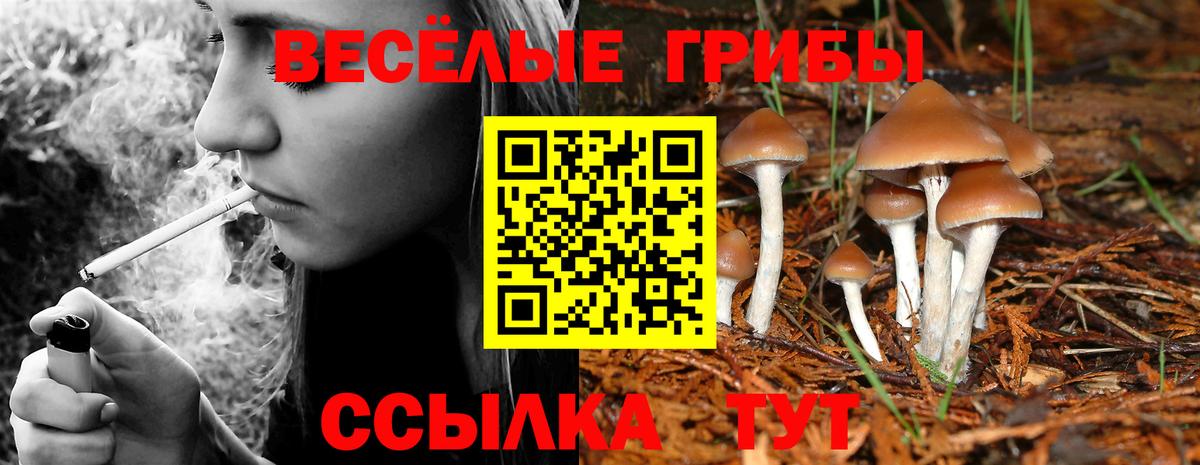 Дятьково  Псилоцибиновые грибы Cubensis  Псилоцибиновые грибы Psilocybine cubensis  Вход с VPN 